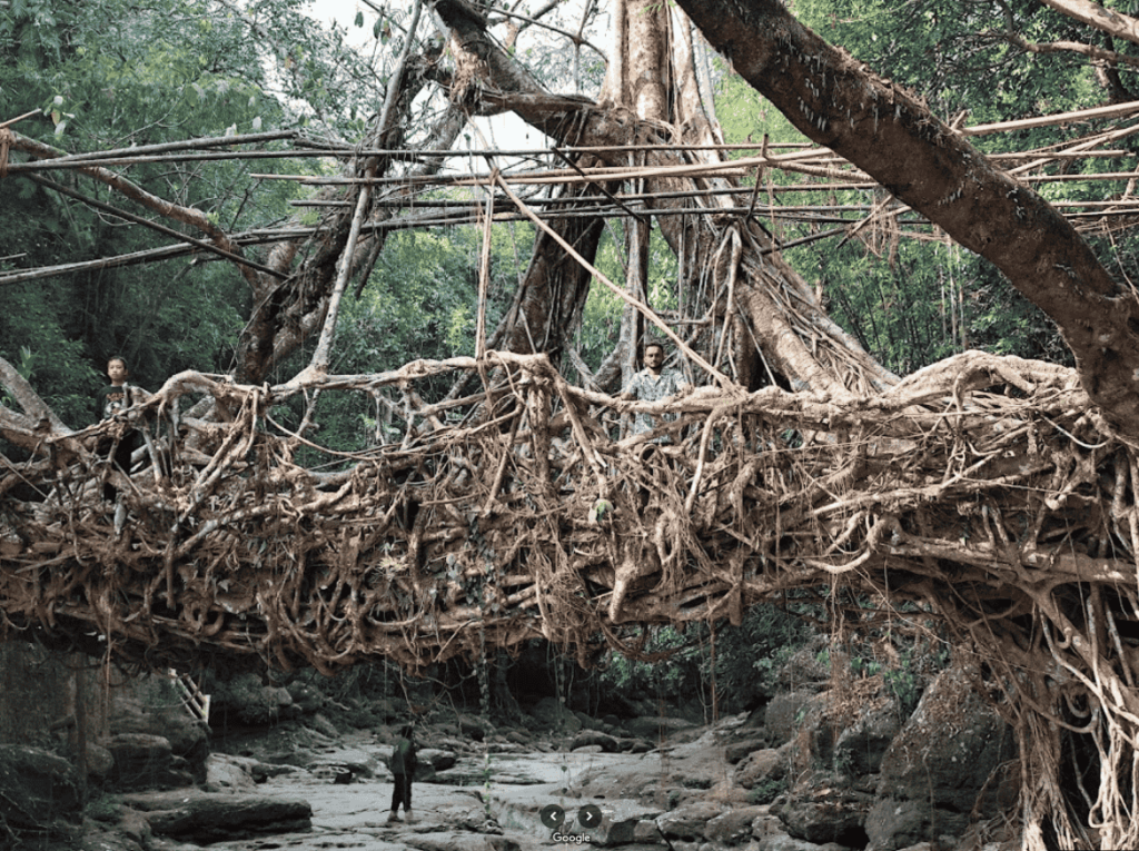 living root bridge